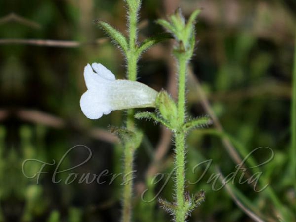 Nepal Spur-Anther Flower